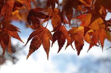 Red autumn leaves of Japanese Maple
