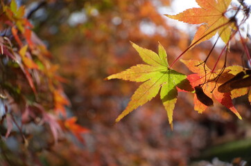 Red autumn leaves of Japanese Maple
