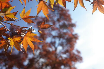 Red autumn leaves of Japanese Maple
