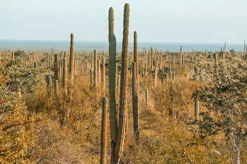 Fototapeta na wymiar Cactus in Mexico
