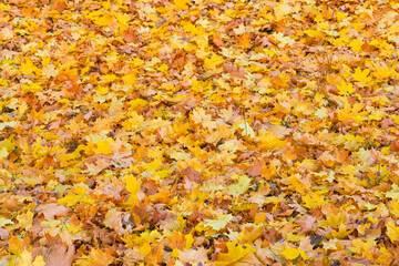 Autumn background. Yellow fallen maple leaves lie on the ground