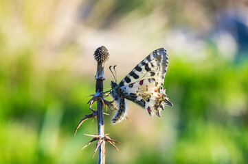Butterfly on a green leafy plant.