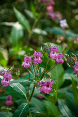pink flower in the garden