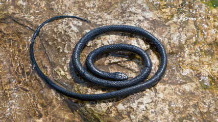 A black venomous snake basks on a stone by the water sunny summer day.