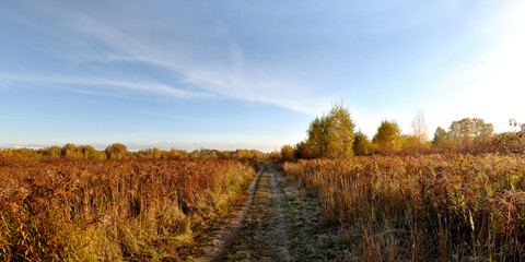 A summer walk through the forest, a beautiful panorama.