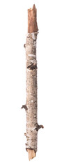Naklejka premium Branch of a birch