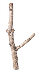 Fototapeta premium Branch of a birch isolated