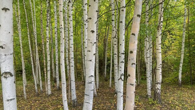 Slender white trees birch grove in early autumn
