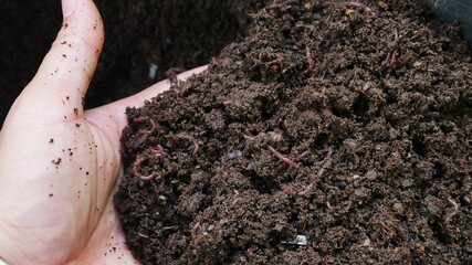 bio fertilizer earthworm manure for plants.
