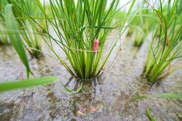 Eggs pink color of Golden Applesnail or Channeled Applesnail or Cherry Shell (Pomacea canaliculata) which is eating rice on Green rice field background