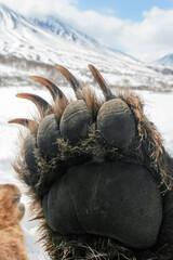 The front paw of a brown bear with claws is raised to the sky.