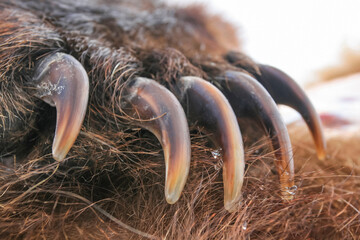 Sharp long claws on the front paw of a brown bear.