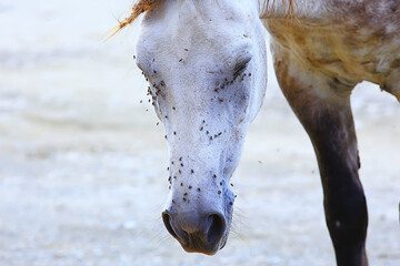 insects bite the horse, gadflies and flies attack the horse wildlife insect protection farm