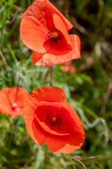 field with blooming red poppies
