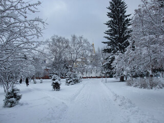 snow covered trees