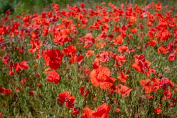field with blooming red poppies