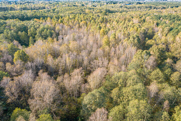 Suburban autumn forest from above