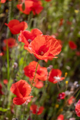 Naklejka premium field with blooming red poppies