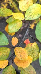desktop screensaver. screensaver for the phone desktop.  autumn leaves on a branch. yellow green red leaves.