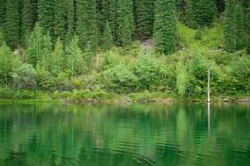 Fototapeta na wymiar Green forest is reflected in the lake