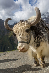 Yak on the background of the Caucasus mountains