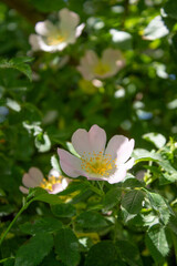Blooming pink rose bush in spring