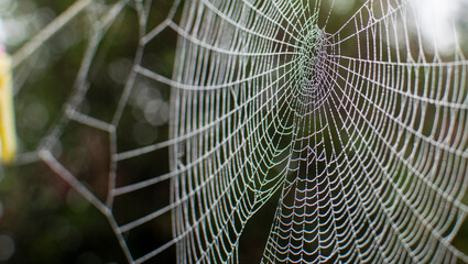 Cobwebs in summer, phenomenon of spiders migration