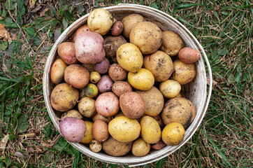 fresh unwashed potatoes lying in a bucket on the ground in the garden