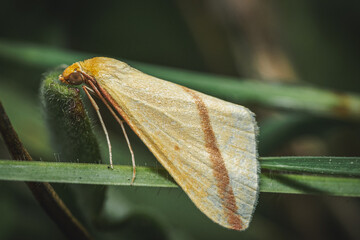 Rhodometra sacraria - A butterfly rested on a stalk