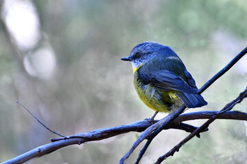 Fototapeta premium Eastern Yellow Robin, a small Australia bird with grey wings and a yellow breast.