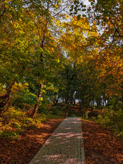 Colorful autumn in the park