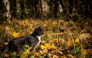 Black cat in autumn park
