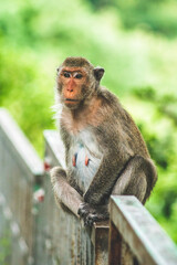 Obraz premium Monkeys on The Big Mountain, Vung Tau city, Vietnam