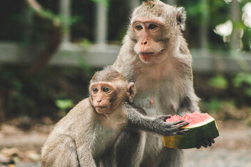 Monkeys on The Big Mountain, Vung Tau city, Vietnam