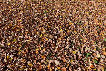Dry fallen leaves on a sunny autumn day. Autumn background