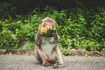Monkeys on The Big Mountain, Vung Tau city, Vietnam