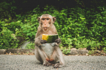 Obraz premium Monkeys on The Big Mountain, Vung Tau city, Vietnam