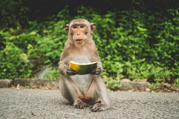 Naklejka premium Monkeys on The Big Mountain, Vung Tau city, Vietnam