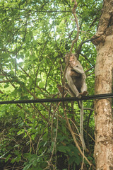 Fototapeta na wymiar Monkeys on The Big Mountain, Vung Tau city, Vietnam
