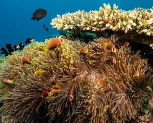 Fototapeta na wymiar Maldive anemonefish, Amphiprion nigripes, in Maldives
