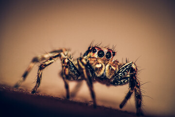A dark macro shot of selective focus of a Green and Brown jumping spider on a rough wooden surface with big jewel eyes.