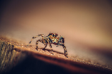 A dark macro shot of selective focus of a Green and Brown jumping spider on a rough wooden surface with big jewel eyes.