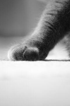 british grey cat,black and white photo,fluffy,beautiful,animal,cat's paw,grey cat