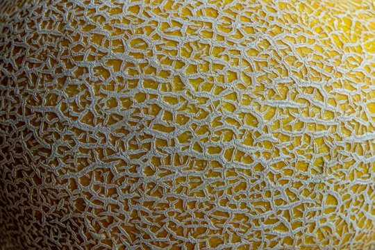 Close-up detail photo of melon rind