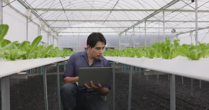 On a laptop for quality control in our small agricultural firm, an Asian guy young farmer walks to check on the salad vegetables on a hydroponic farm growing in the greenhouse.