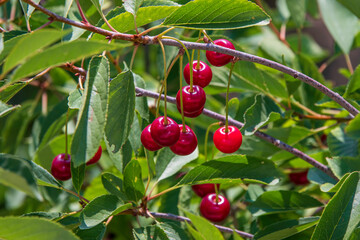 The fruit of the cherry tree among its leaves