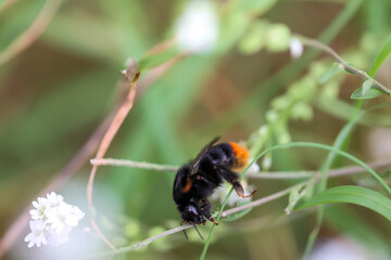 Das Portrait einer Hummel auf einer Wiesenpflanze.
