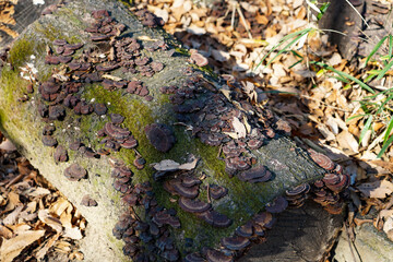 キノコ　晩秋の枡形山登山道（神奈川県川崎市）