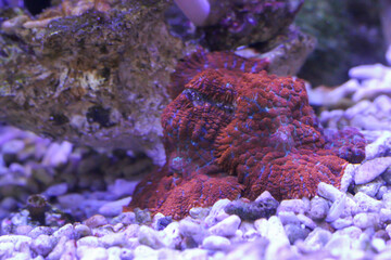 Eine rote Scheibenanemone in einem Meerwasseraquarium.