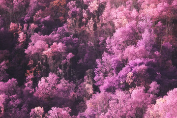 Fototapeta na wymiar pink nature landscape, spring background flowers park outdoors